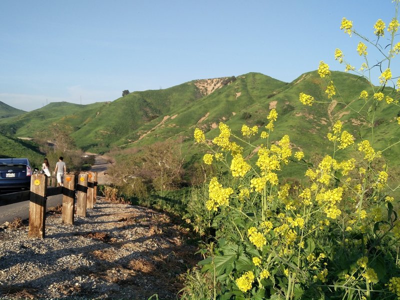 Chino Hills State Park is rife with wildflowers after a wet spring.
