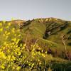 Chino Hills State Park comes alive in the spring.