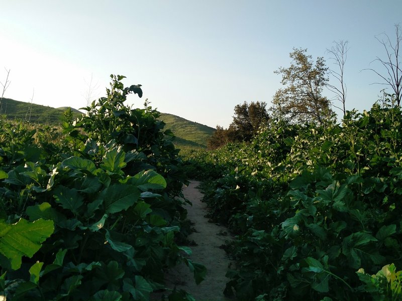Some parts of the South Ridge Trail have dense undergrowth right up to the trail.