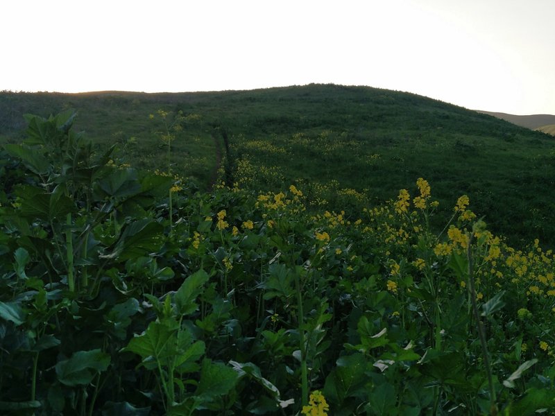 Lovely yellow flowers pepper the fields alongside the South Ridge Trail.