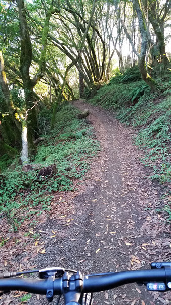 The Coast View Trail is covered by a canopy of trees in this area.