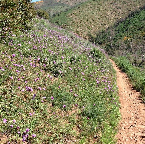 Backbone DH Overlook offers gorgeous wildflowers and greenery.