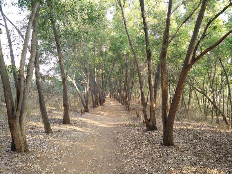 The trail heads between eucalyptus plants toward the road.