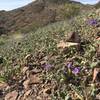 Spring blooms blanket the desert in Sloan Canyon.
