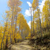 Blooming Aspen in all their gloryAspens in their glory along Thompson Creek Road.
