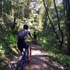 This is the typical quality of the trail in the spring. The 2 muddy spots were at a similar grade/width as this so they're easy to navigate.