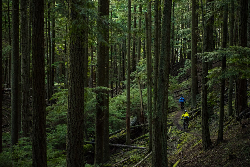 Justin And Ryan Bike Through A Peaceful Forest In Moran State Park