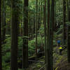 Justin and Ryan bike through a peaceful forest in Moran State Park.