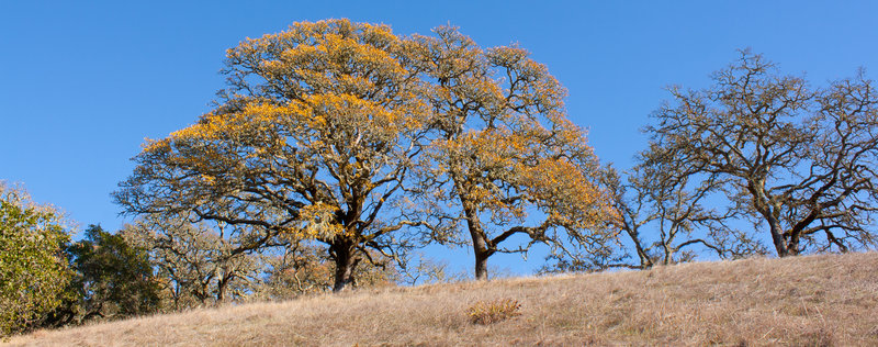 Shiloh Ranch Loop