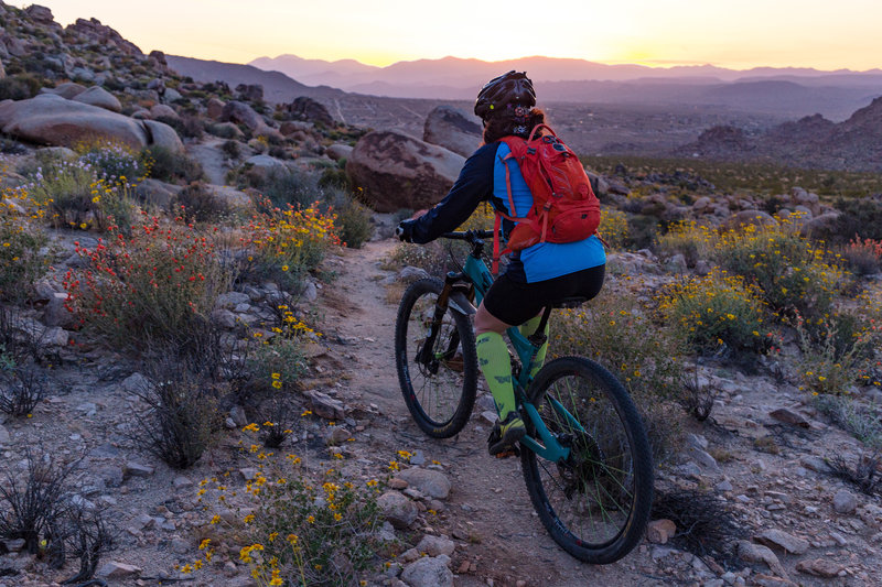 biking in joshua tree