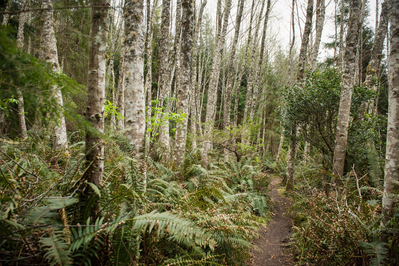 Upper Mirkwood