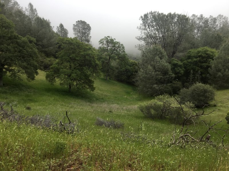Foresthill Divide