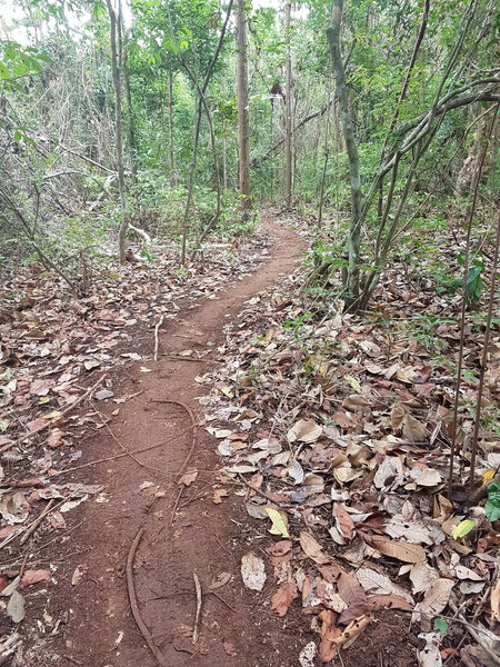 Narrow singletrack and the occasional root characterize the Panama Pacifico trail.