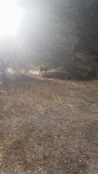 Aliso and Wood Canyons Tour
