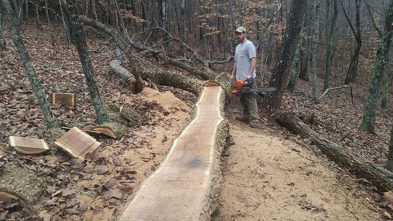 A log skinny gets cut in along the Mountain Laurel Trails.