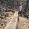 A log skinny gets cut in along the Mountain Laurel Trails.