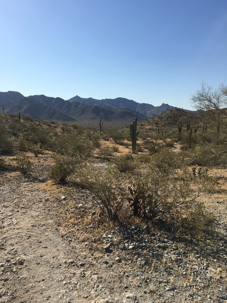 A beautiful section of desert along the Toothaker trail