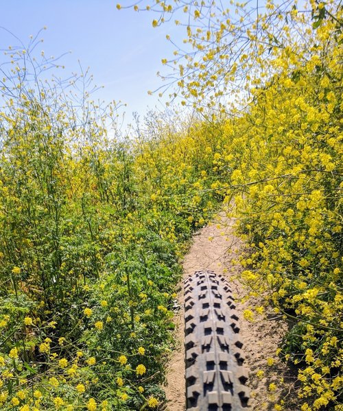 Todd Quick Trail