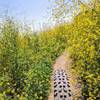 Winding over a narrow ribbon of singletrack decorated with some California Superbloom.