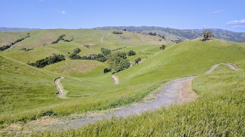 Rolling grass covered hills and clumps of trees make for a beautiful setting to ride.