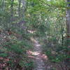 Dense vegetation shrouds the Stony Run trail.