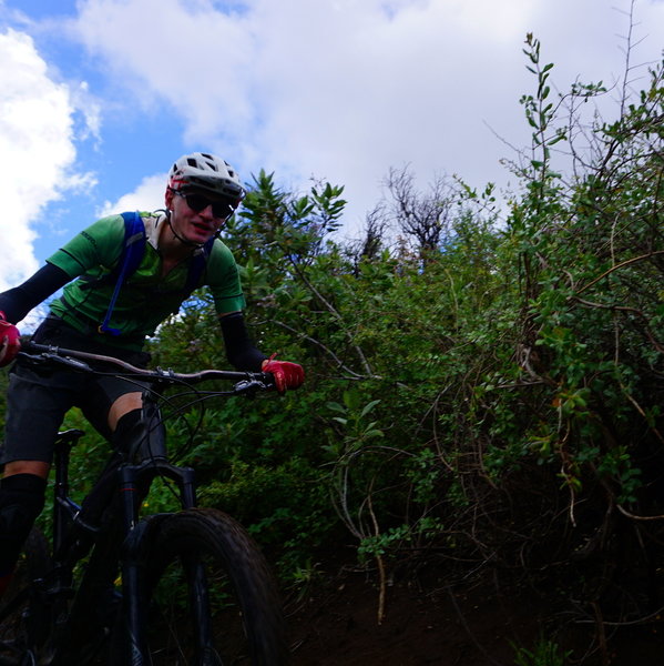 Between the Station Fire and the trail restoration in 2016, the KB Memorial Trail hasn't had a chance to get too overgrown.... yet.
