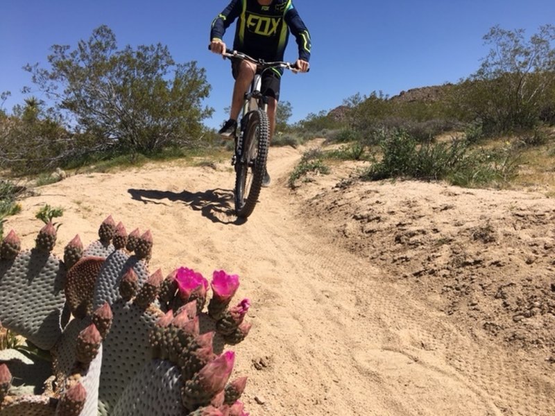 the luge mountain biking trails