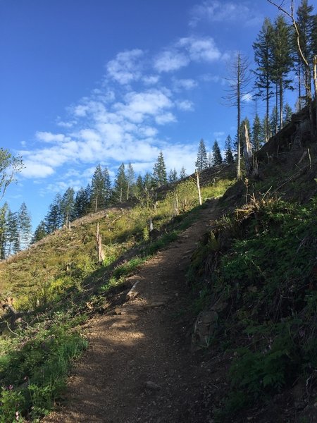 Bells Mountain Trail