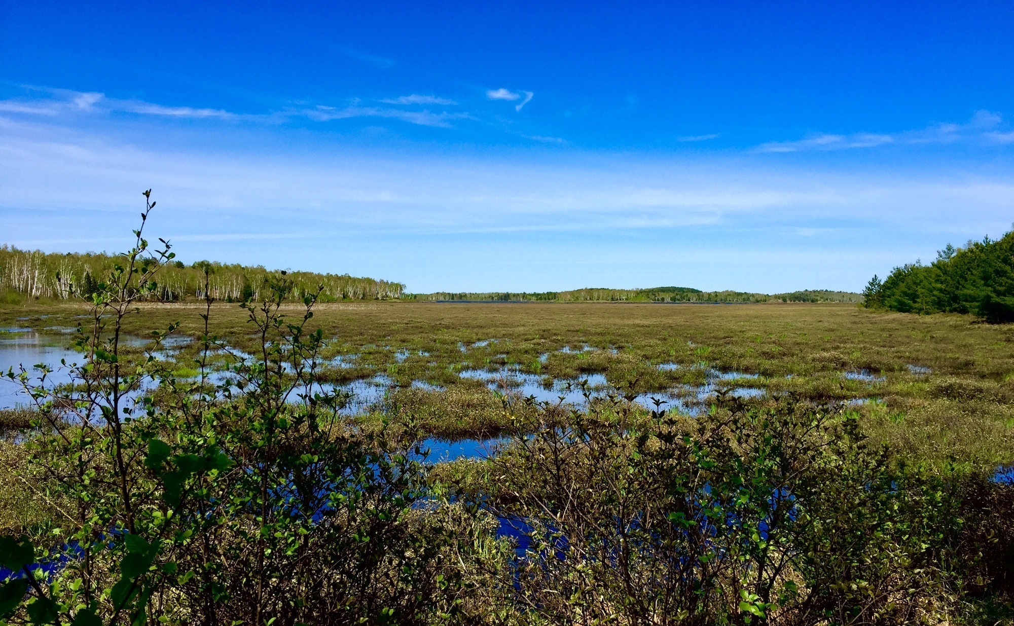 The marsh lands just East of the Ida Street Connector.