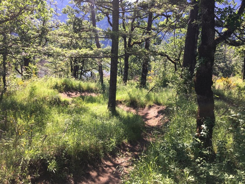 Easy CLIMB Trail
