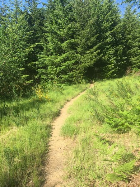 Triple C Trail