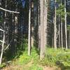 The forest opens up into some older growth as it winds back down to the road.