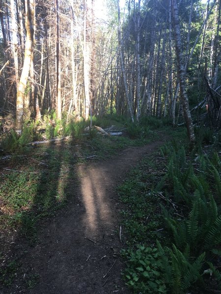 Step Creek Trail