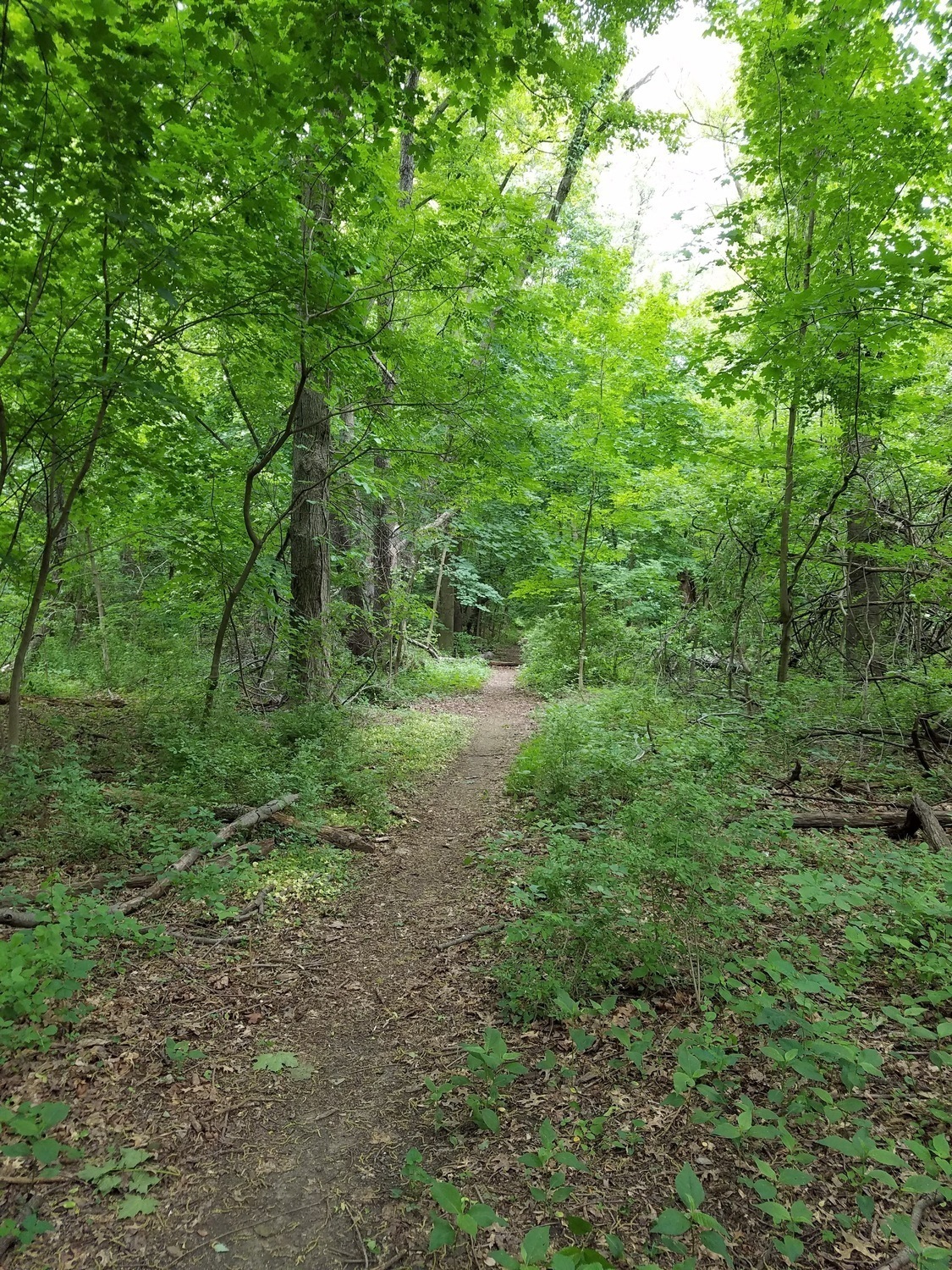 The main trail trail by the Edgely Ultimate Fields.