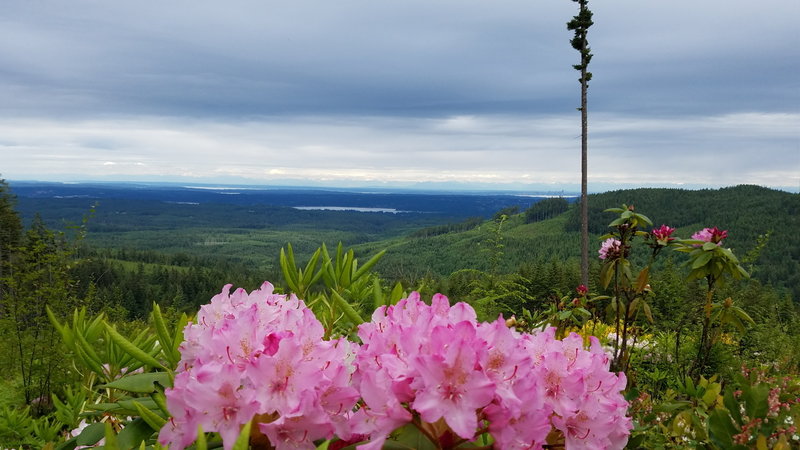 Spring rhododendron blooms add to the beautiful view from the Wildcat Trail.
