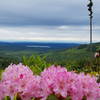 Spring rhododendron blooms add to the beautiful view from the Wildcat Trail.