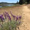 Lupine flowers along the smooth, Big Laguna Trail - West that circles around the meadow and lake.