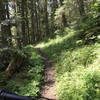 A nice ribbon of singletrack that's typical of the Palouse Canyon Loop.