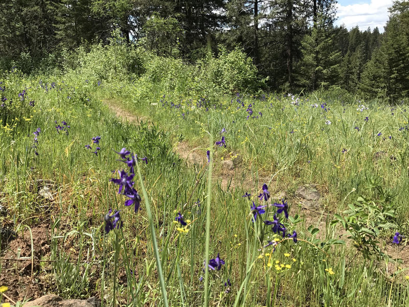 Spring blooms add to the appeal pedaling the Palouse Canyon Loop.