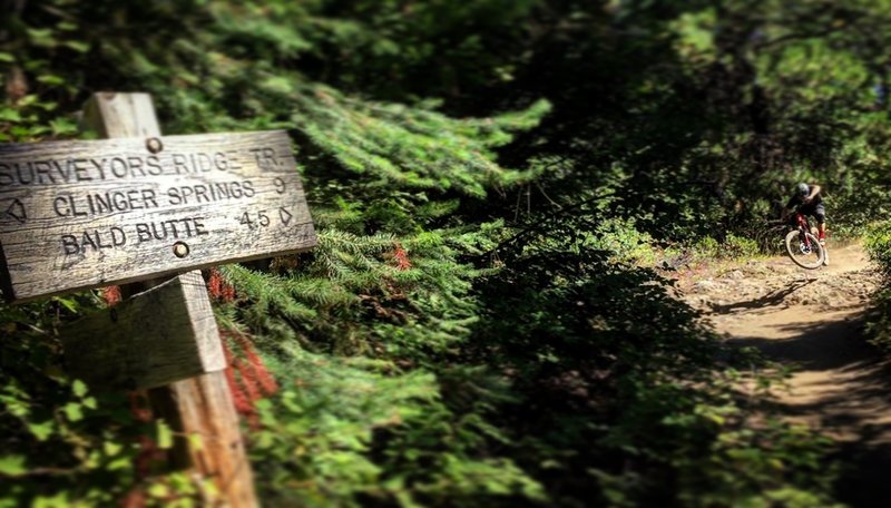 Oregon Timber Trail (OTT): Segment 9 - WyEast
