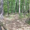 Big Pines along Ogemaw Hills Pathway.