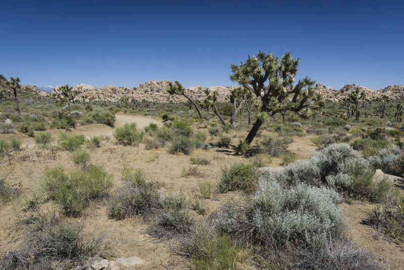 joshua tree mountain biking