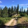A view along the typically sandy Roller Coaster ATV trail.