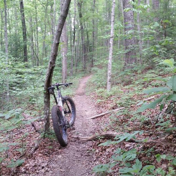 Sheltowee Trace NRT: Section 24 (S) Mountain Bike Trail, London, Kentucky