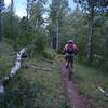 Climbing up the Thunder Loop #596 on a narrow section of singletrack.