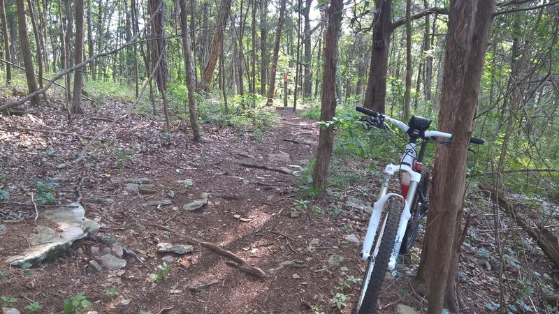 jones mill mountain bike trail