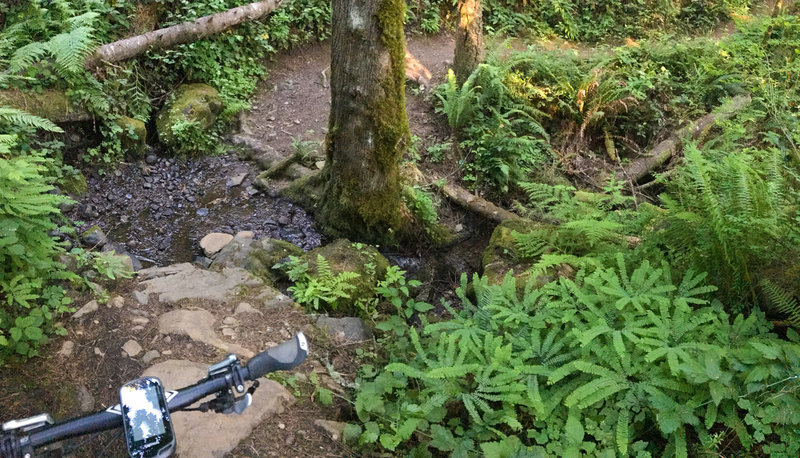 A typical North Shore Trail stream crossing. Expect some steep dips, rocks, and roots as you cross.