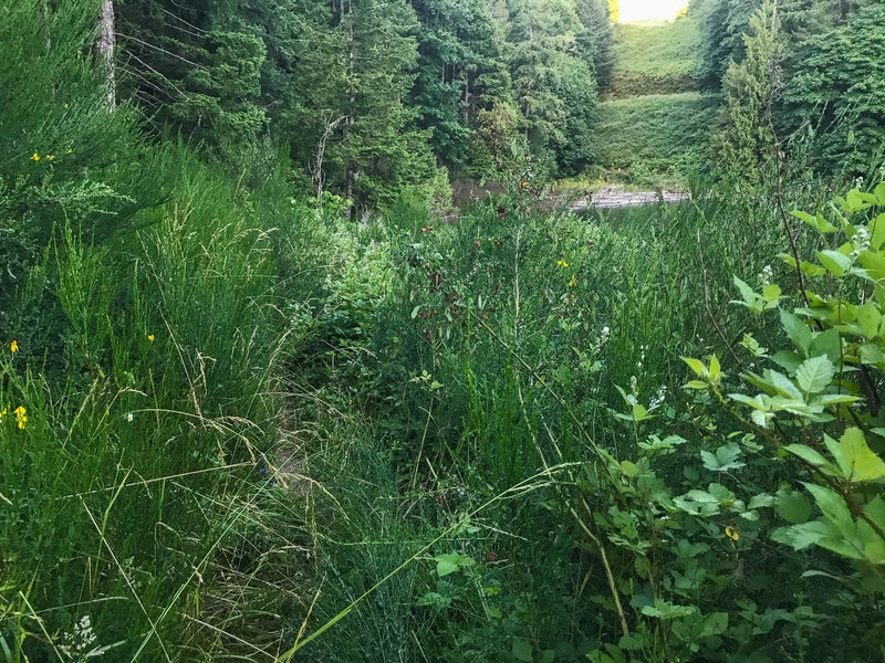North Shore Trail