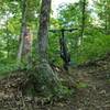 Narrow singletrack and occasional roots make for a great ride on the Red Loop.