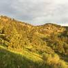 Beautiful morning light while climbing up Towers Road.
